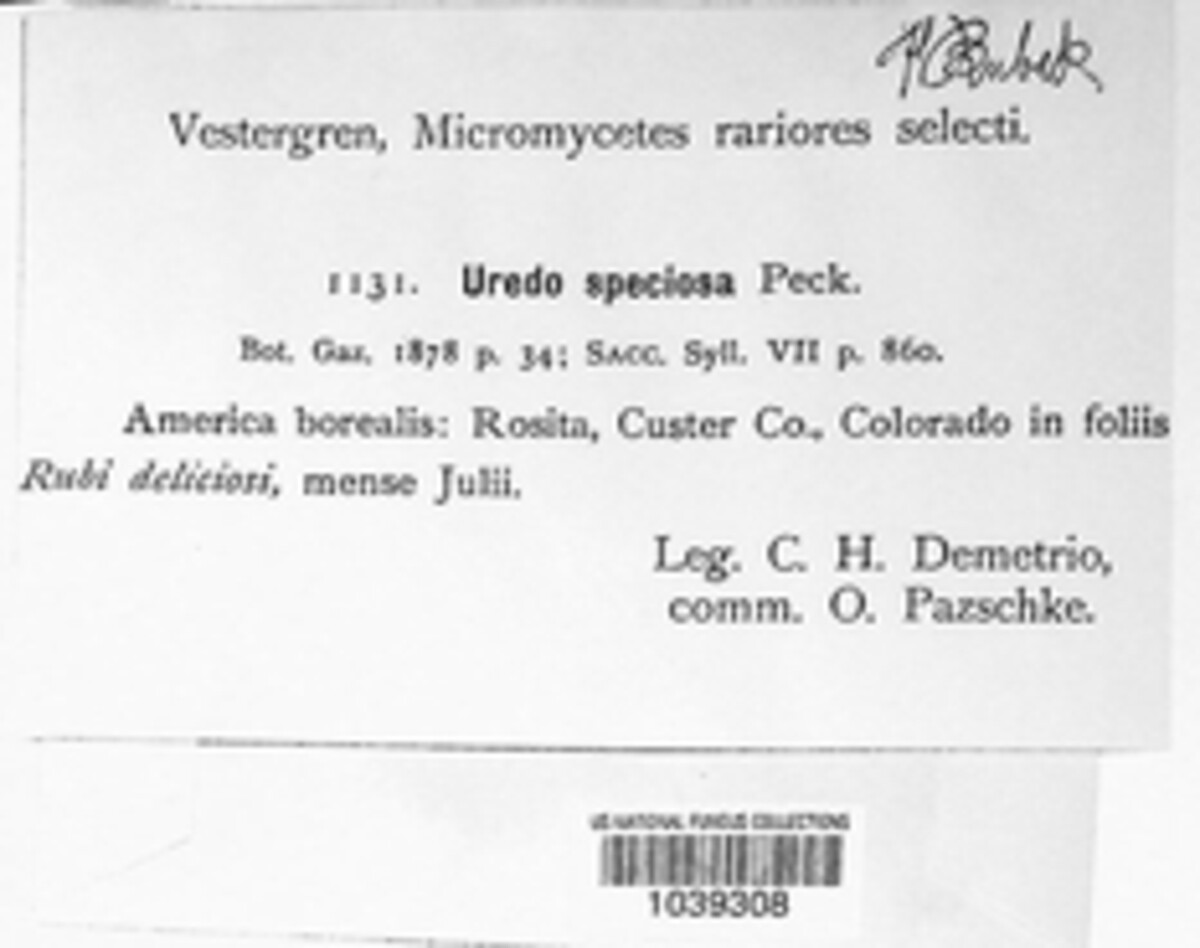 Phragmidium peckianum image